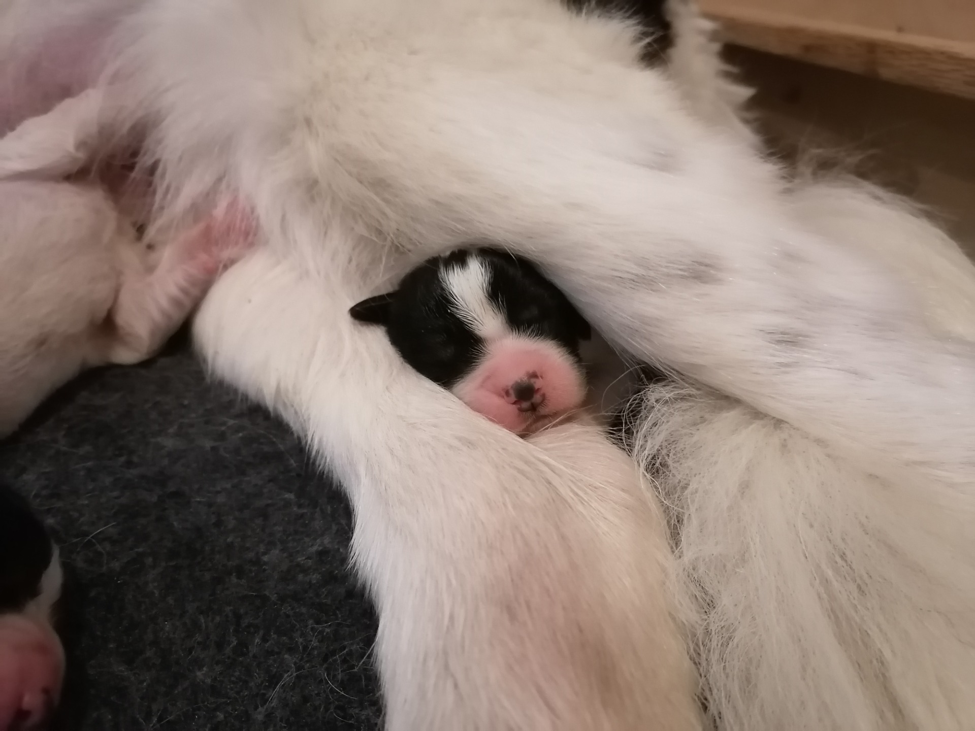 Äitin jalkojen välissä on turvallisin ottaa pienet päikkärit ruokailujen välissä. ❤️