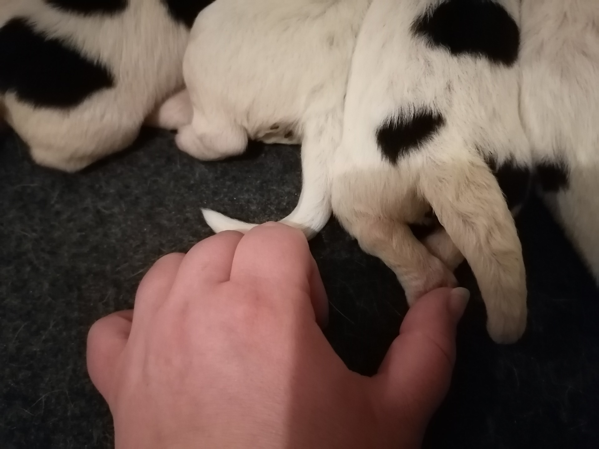 On vaikea ymmärtää, että tästä peukalonpään kokoisesta tassusta kasvaa suurempi kuin minun kämmen. 😱